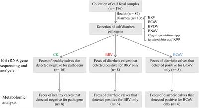 Alterations of microbiota and metabolites in the feces of calves with diarrhea associated with rotavirus and coronavirus infections